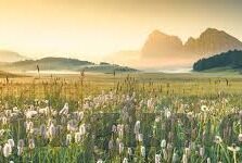 成人香蕉视频-成人香蕉视频，网络时代的信息误读与自我保护